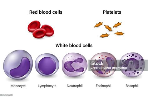 leukocytes are similar to red blood cells